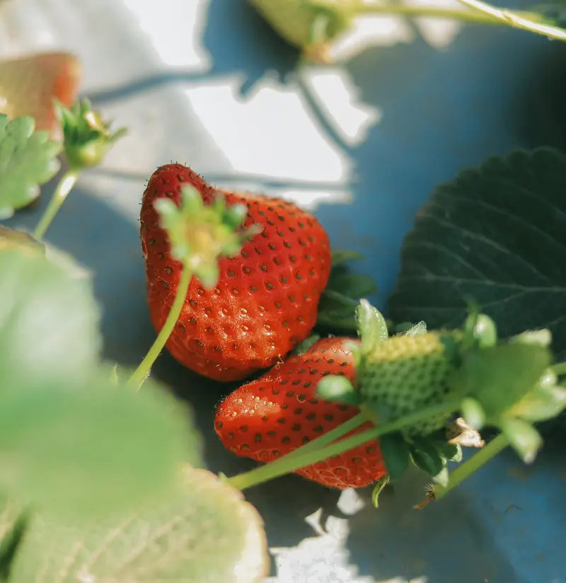 A ripe strawberry hanging from the plant among green leaves