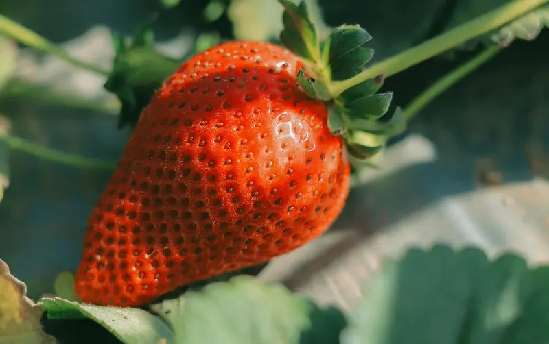 Close-up of a ripe strawberry growing on the plant