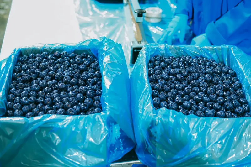 Two lined cartons filled with fresh blueberries