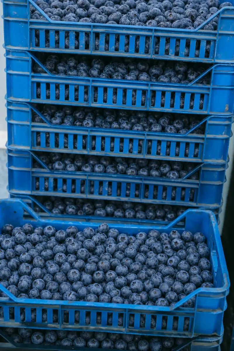 Stacked blue crates filled with fresh blueberries