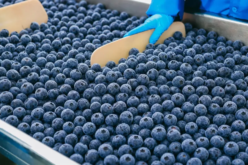Blueberries spread on a stainless-steel tray being levelled with a scoop