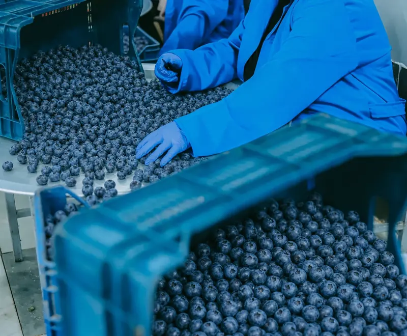 Workers sorting blueberries into crates on the packing line