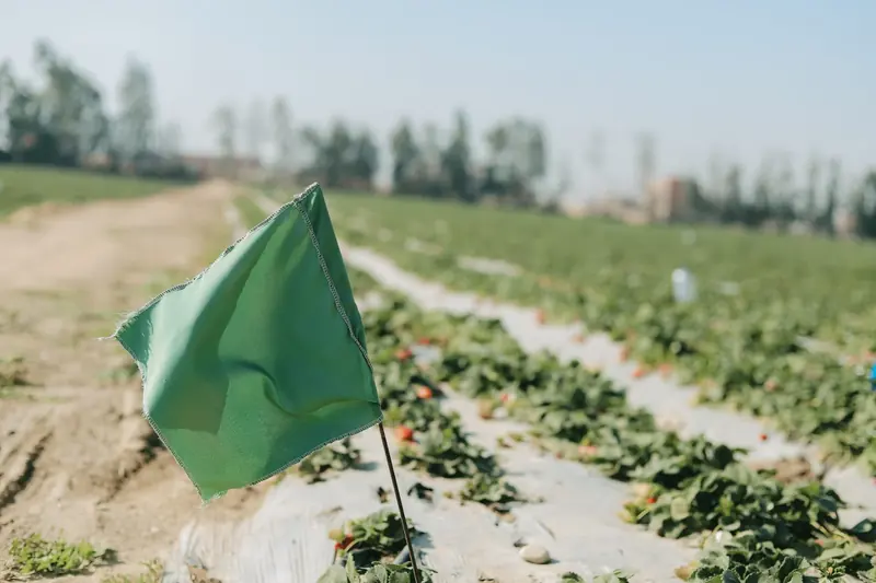 Strawberry beds with a green field marker flag