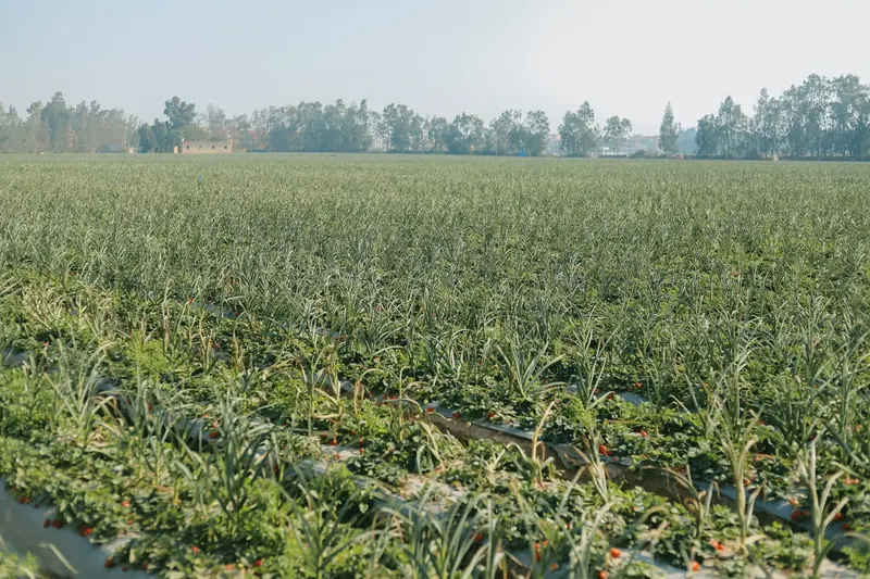 Wide view of strawberry fields under an overcast sky
