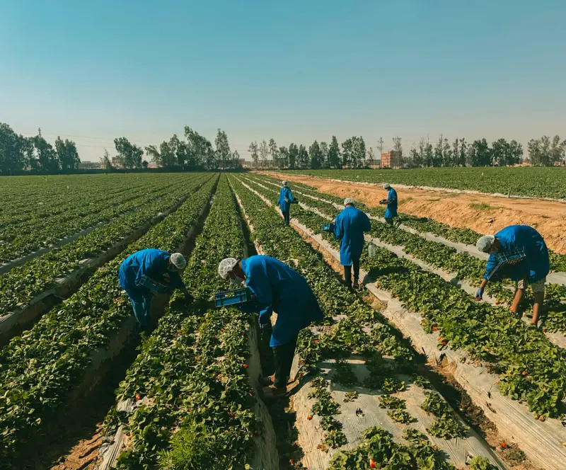 Workers in blue uniforms harvesting rows of strawberry plants in an open field