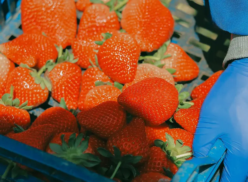 Freshly harvested strawberries with green caps in a crate