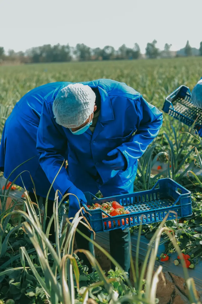 A field worker in blue uniform filling a crate with strawberries