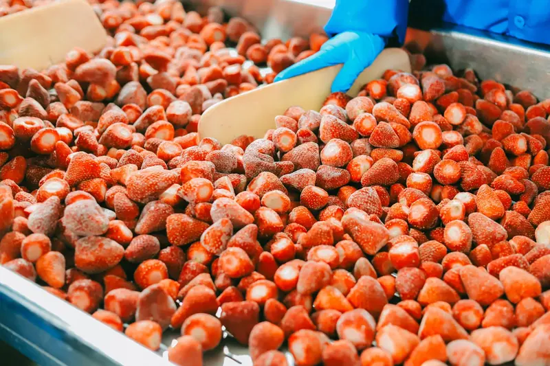 Frozen strawberries being spread on a processing tray