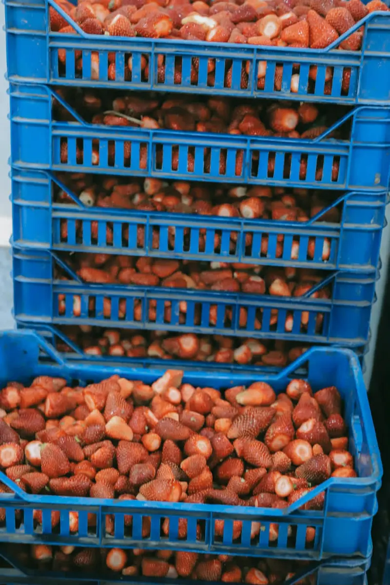 Blue crates of strawberries stacked on the packing floor