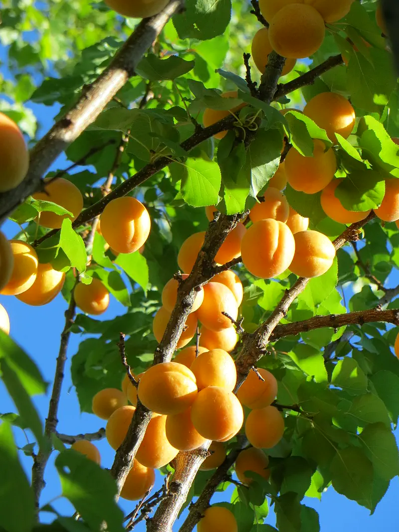 Branches heavy with ripe apricots against a blue sky