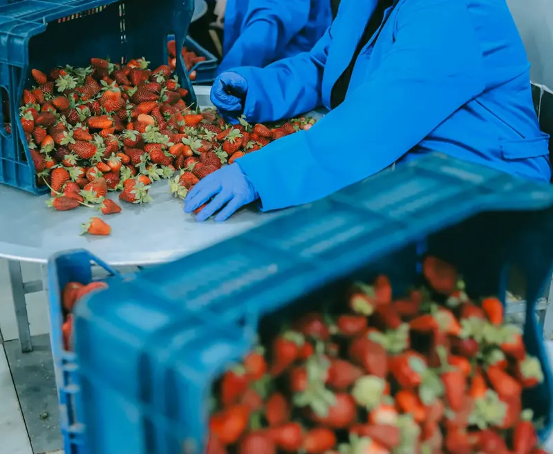 Hands sorting fresh strawberries on a white table beside blue crates